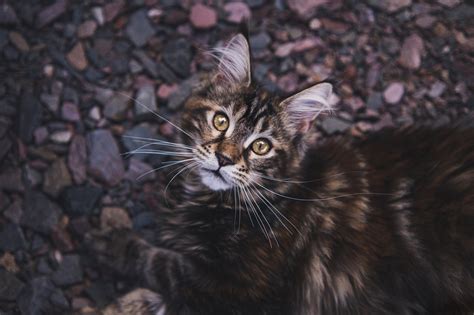 50 000 Kostenlose Maine Coon Katze Und Maine Coon Bilder Pixabay