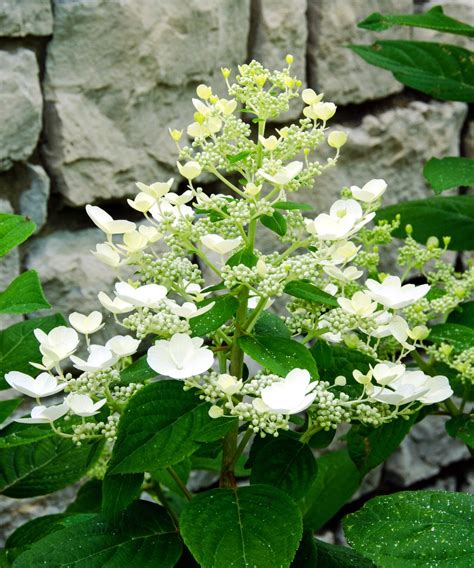 Best Hydrangea By Zone – Find The Right One For Your Climate | Gardening Know How