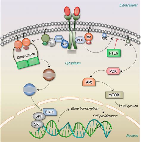 5 Name of MAPK pathway Diagram | Quizlet