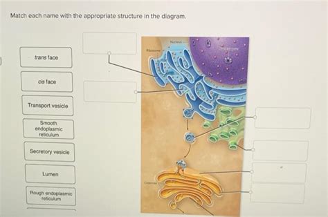 Match Each Name With The Appropriate Structure In The Diagra