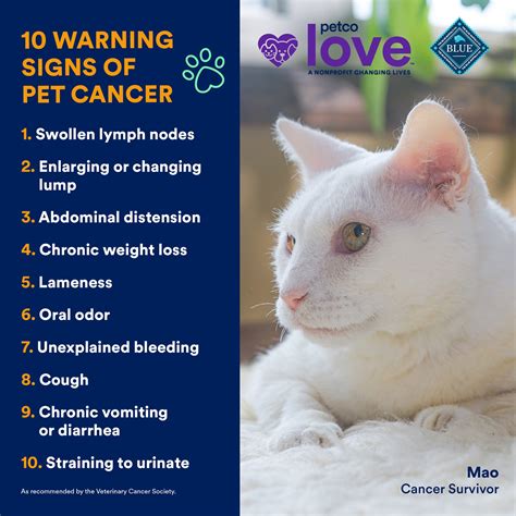 What Causes Cancer In Cats And Dogs