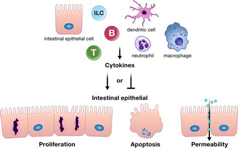 Frontiers Cytokine Tuning Of Intestinal Epithelial Function