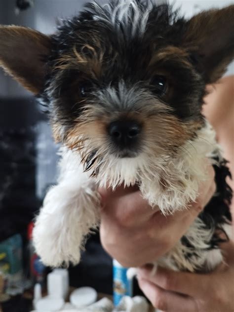 Piesek Yorkshire Terrier Biewer Kopalnia OLX Pl