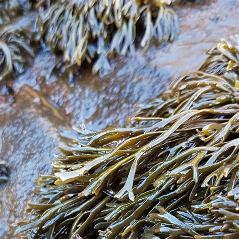 Wrack Species Supplied By Horizon Seaweed Species Guide Horizon Seaweed