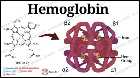 Hemoglobin Structure Types Roles And Related Disorders Anatomy