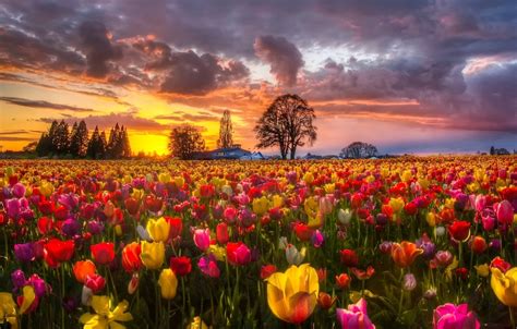 Solve Beautiful Sunset Behind Tulip Field Jigsaw Puzzle Online With 77