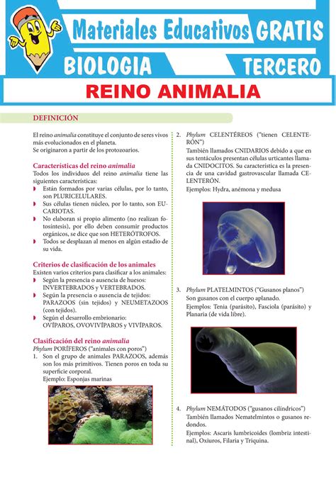 Reino Animal Para Tercer Grado De Secundaria DefiniciÓn El Reino