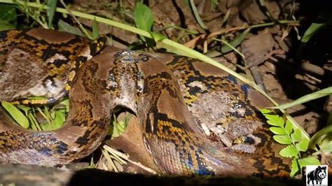 Reticulated Python Spotted In Forest Singapore Wildlife 🇸🇬 2022 Youtube