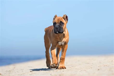 Cane Corso Ear Cropping Everything You Need To Know