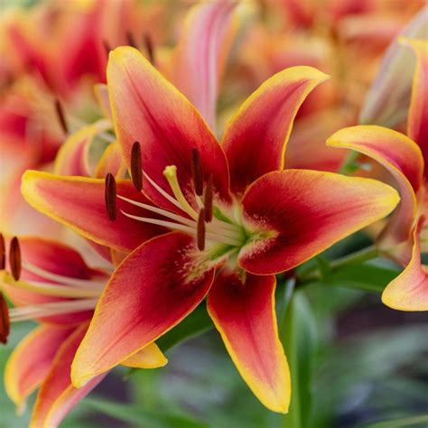 Lilium Oriental Cuidados Flores Y M S Postposmo Postposmo