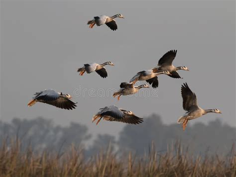 Flock Of Bar Headed Goose Flying Stock Image - Image of cloud ...