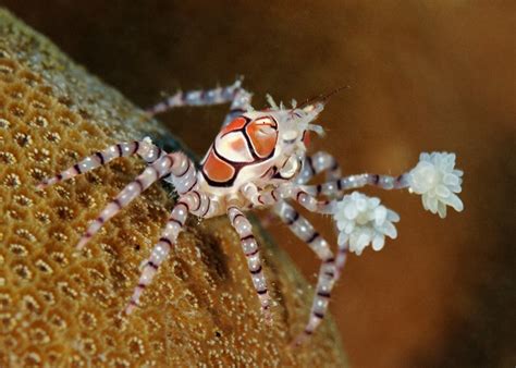 Three Cheers for the Pom Pom Crab! | Featured Creature