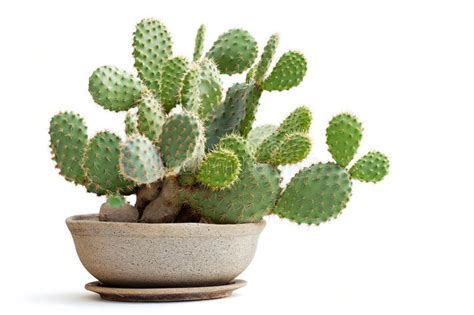 Opuntia Cactus In Pot Isolated On White Background Sabres Fruits Of
