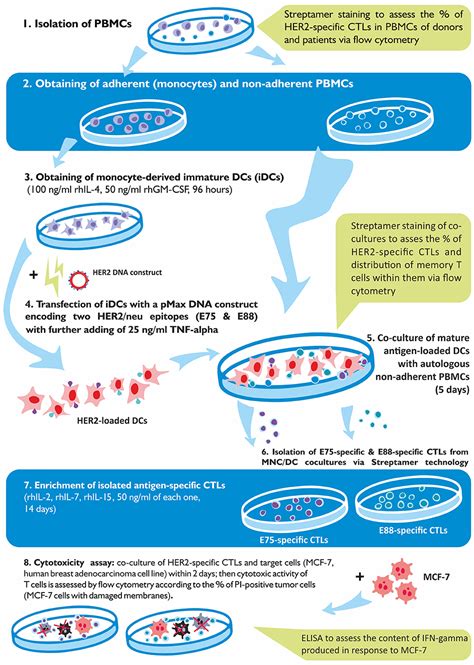 T Cell Cytotoxicity Assay