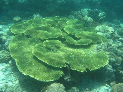 Jenis Jenis Terumbu Karang Acropora Hyacinthus