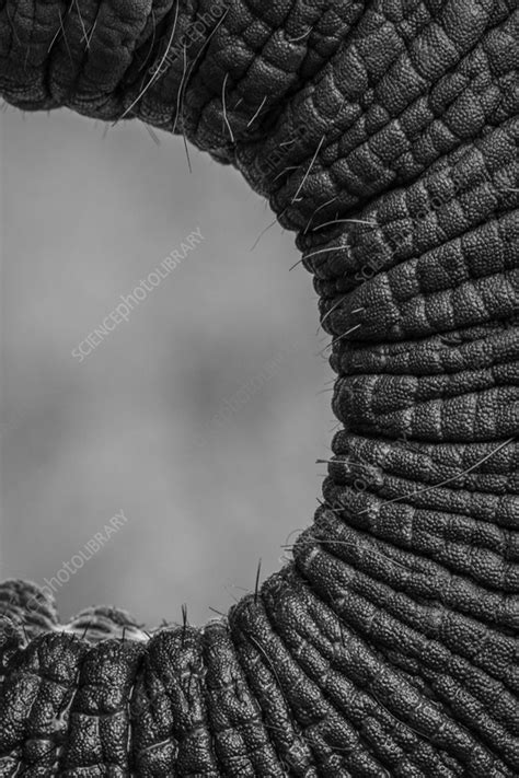 Elephant trunk - Stock Image - F037/4613 - Science Photo Library