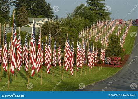 Many Us Flags Placed In Lawn Stock Photo Image Of Blue Memorial 2056742