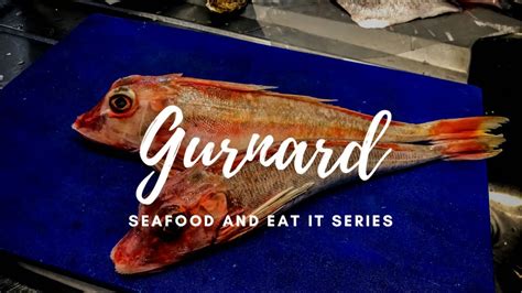 Gurnard How To Skin And Fillet Bristol Fish Ltd Ep8 Hunter