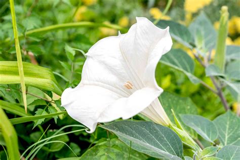 Moonflower Plant Care And Growing Guide