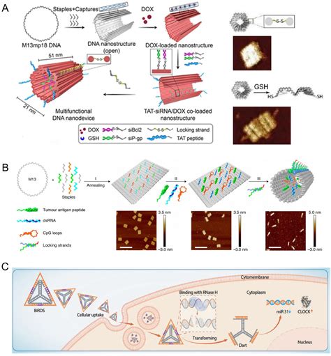 Figure From Dna Based Nanostructures For Rna Delivery Semantic Scholar