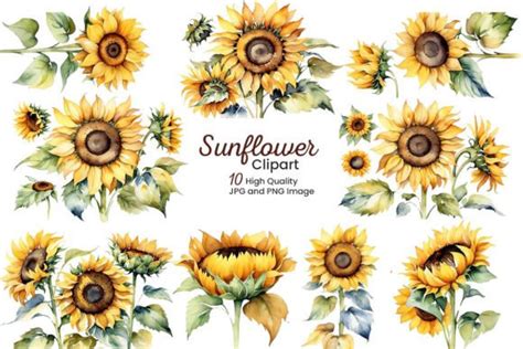 Sunflowers Watercolor Sublimation Png Graphic By Pixeness · Creative Fabrica