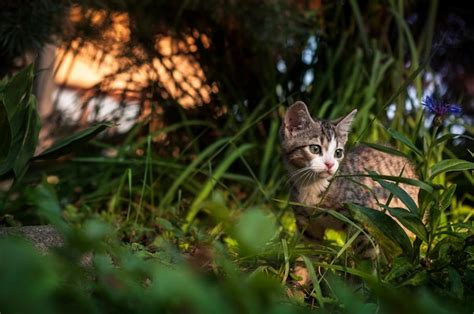 Retrato De Un Gato Sentado En El C Sped Foto Premium