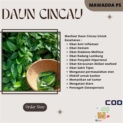 Jual Daun Cincau Segar Langsung Petik Dari Pohon Shopee Indonesia