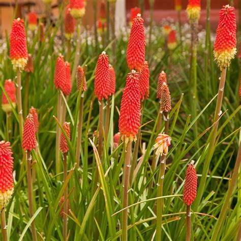 Kniphofia Redhot Popsicle Bloemenhuis