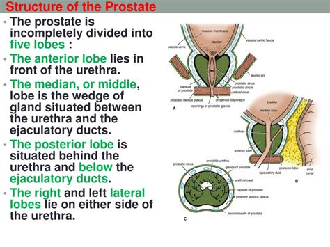 Ppt Prostate Seminal Vesicle And Ejaculatory Duct Powerpoint Presentation Id 2243181