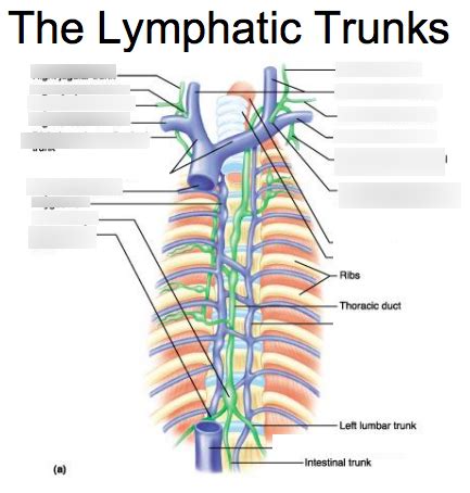 Lymphatic Trunks Diagram Quizlet