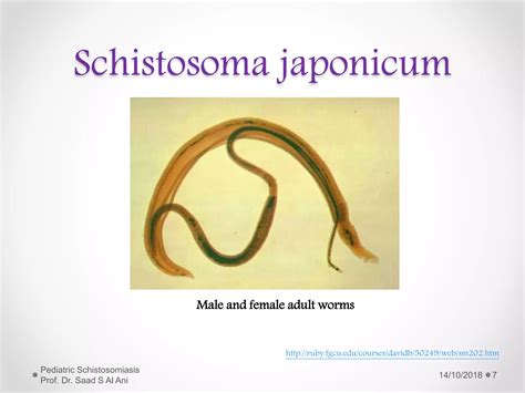 Schistosomiasis | PPTX | Infectious Diseases | Diseases and Conditions 
