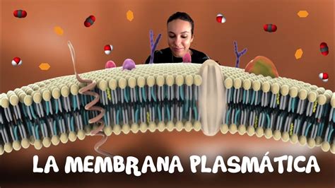 La Membrana Plasm Tica De Bachiller Bio Eso Sfera Youtube