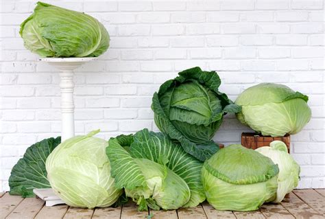 Kale Plant Varieties