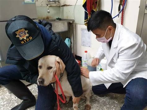 新年走路有風 打狂犬病疫苗獲「金牌」頸牌 生活 自由時報電子報