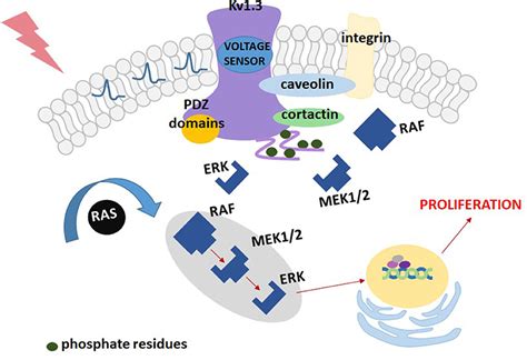 Frontiers Voltage Gated Potassium Channel Kv1 3 As A Target In