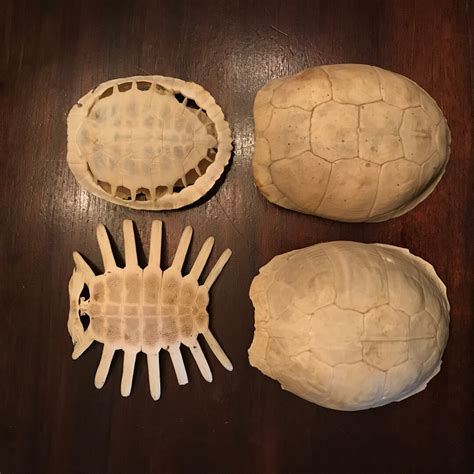 Real Turtle Shell Setreal Turtle Bonesturtle Shell Etsy