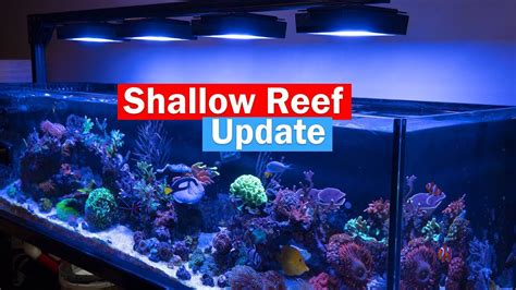 Shallow Reef Update On The Custom 6 Shallow Reef Tank YouTube