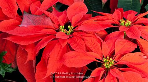 A Few More Poinsettias Beautiful Flower Pictures Blog