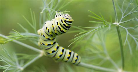 Garden Pests | The Complete Garden Pest List With Images & How To Prevent - THE SAGE