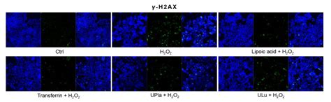 Modulation Of Cellular Senescence In Hek293 And Hepg2 Cells By