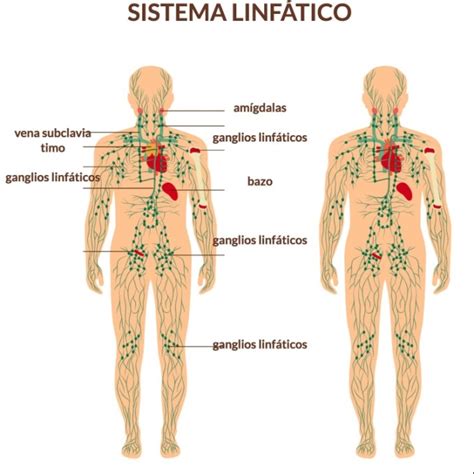 Tomi Digital Sistema Linf Tico Humano