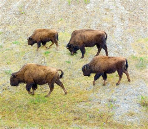 A Herd of Bison in Northern Canada Stock Image - Image of horned, brown ...