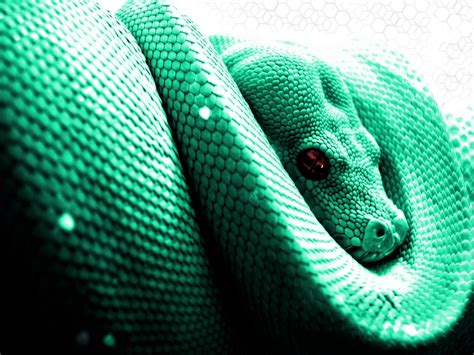 Wallpaper ID: 802221 / snake, python, animals, 720P free download