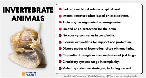 Characteristics Of Invertebrate Animals