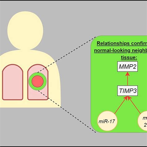 The Interaction Between Analyzed Molecules Genes And Micrornas The