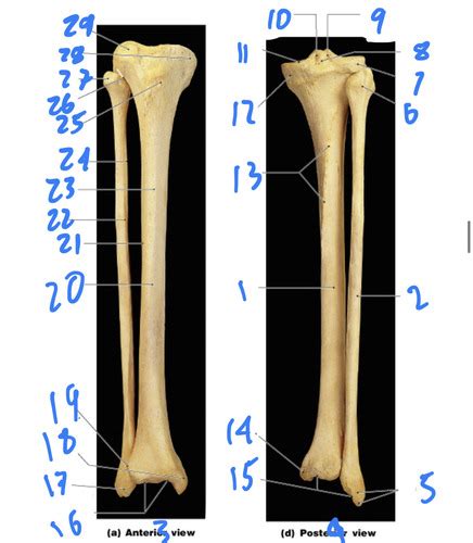 Bio A Lab Tibia And Fibula Flashcards Quizlet