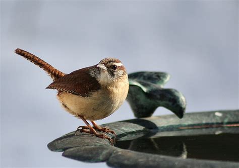 Carolina Wren Free Photo Download | FreeImages