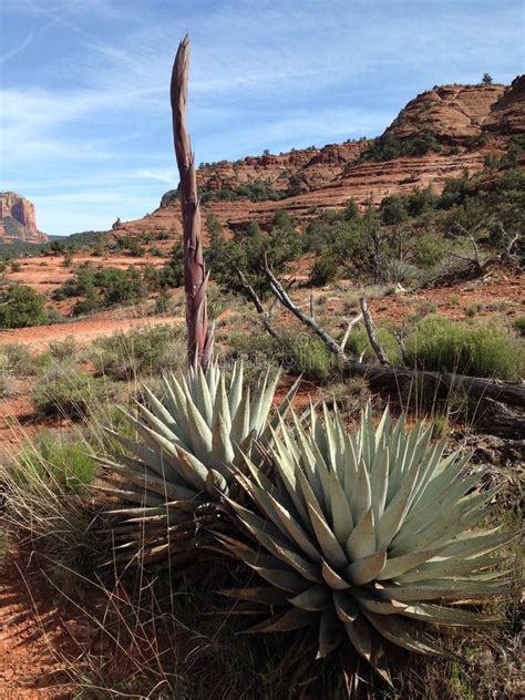 Agave Plant Portrait In Sedona Arizona Stock Photo Image Of Scenery