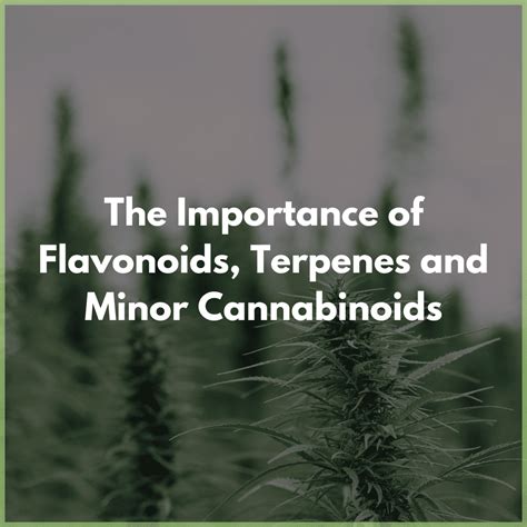 The Importance Of Flavonoids Terpenes And Minor Cannabinoids