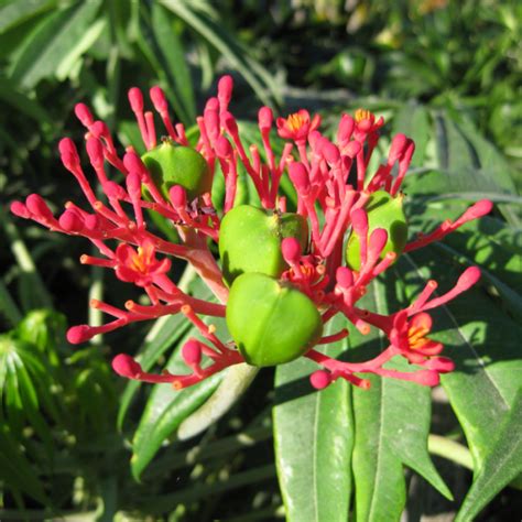 Coral Plant Jatropha Multifida